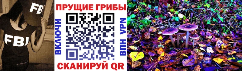 купить наркоту  Кизел  Псилоцибиновые грибы Cubensis 